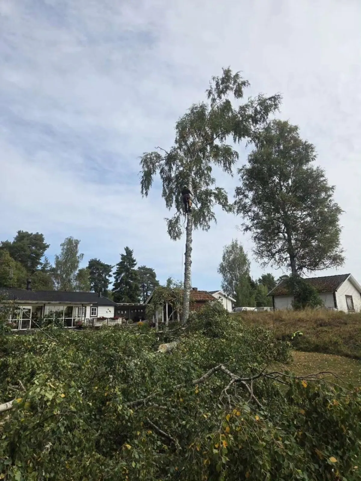 Klättrare högt uppe i en björk bredvid ett bostadshus, med nedtagna grenar på marken