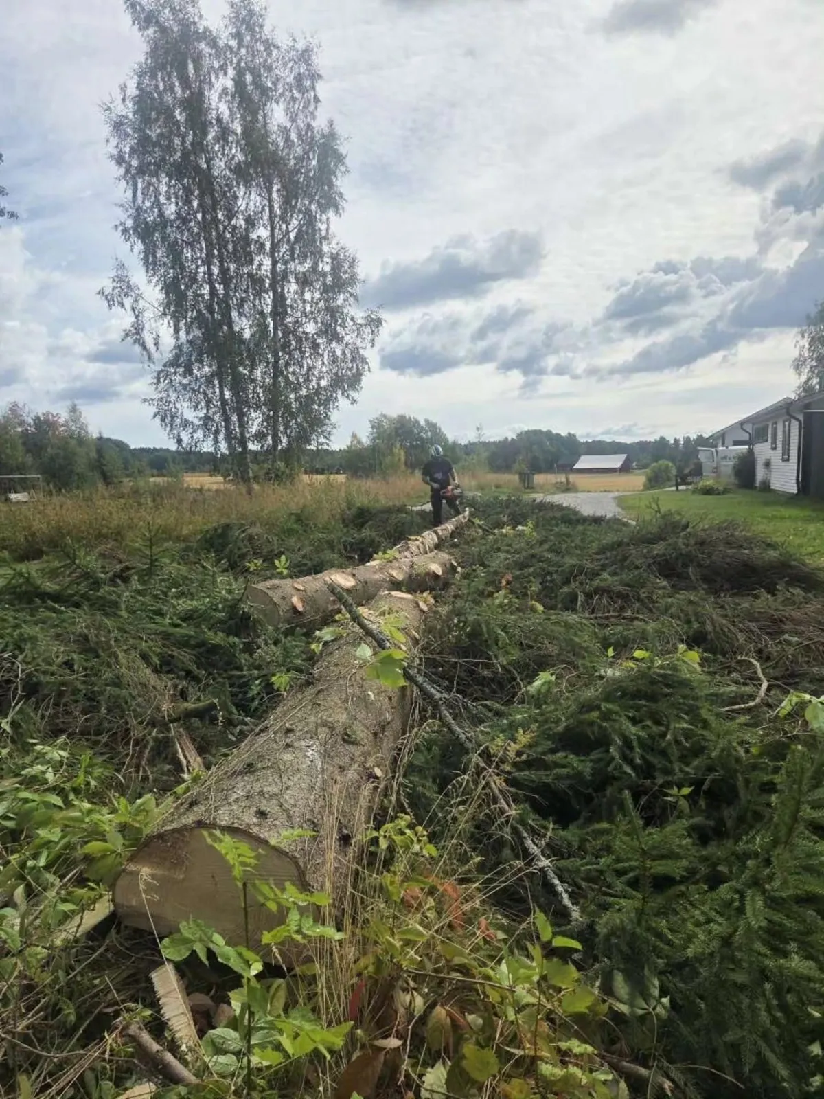 Fälld gran kapad i längder på en tomt, en person med motorsåg vid stammen och åkrar i bakgrunden